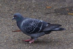 2015-11-08 La foret de Meudon 0001