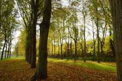 2015-10-30 Le parc du chateau de Versailles 0008