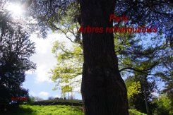 2016-04-10 Paris - Arbres remarquables 0000