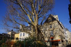 2016-04-10 Paris - Arbres remarquables 0007