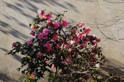 2016-04-10 Paris - Arbres remarquables 0009