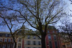 2016-04-10 Paris - Arbres remarquables 0010