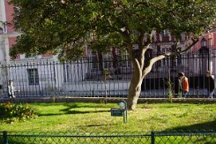 2016-04-10 Paris - Arbres remarquables 0012