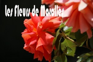 les fleurs de marolles 2011