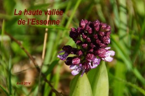 2014-04-18 La haute vallée de l'Essonne