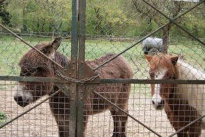 Murphy et Casimir