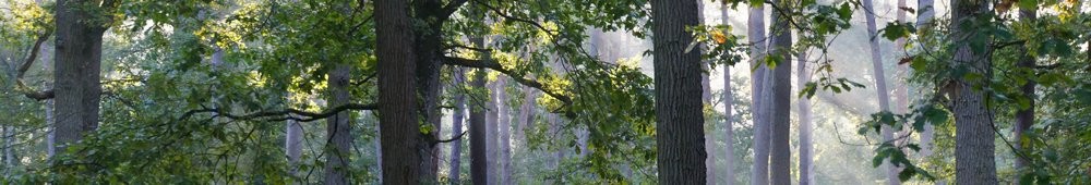 2016-10-09 Les gorges d_Apremont 0004