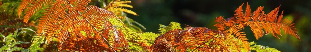 2016-10-09 Les gorges d_Apremont 0053