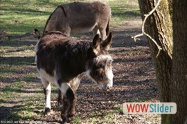 20120401_les_vaux_de_cernay_0068