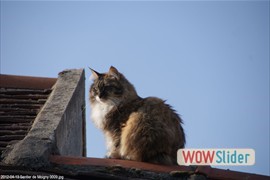 20120413_sentier_de_moigny_0009