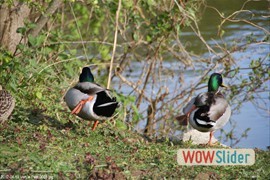 20120419_vert_le_petit_0003