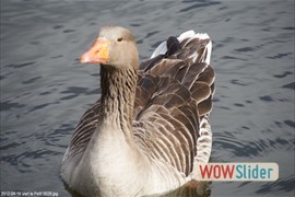 20120419_vert_le_petit_0029
