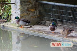 20130922_cdrp91__dourdan_0095