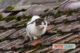 20131025_farcheville_0067