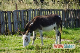 20140615_arpajonnais_011