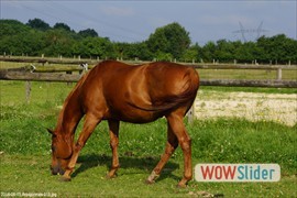 20140615_arpajonnais_016