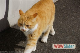 wowslider.com