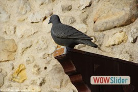 20141207_les_grands_avaux_0059