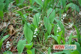 20110429_balade_autour_de_sonchamp_0081