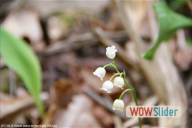 20110429_balade_autour_de_sonchamp_0083