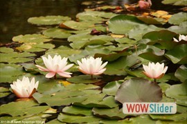 20110625_rando_arpajonnais_0050