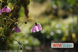 20111021_rando_dourdanroinville__0061