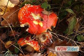 20111106_sainte_mesme_0106