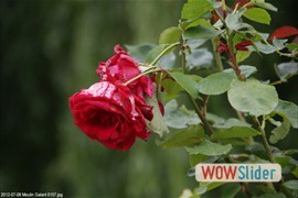 20120708_moulin_galant_0157