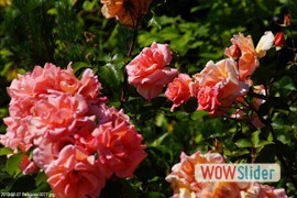 20130707_beauvais_0077