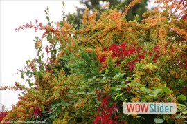20130922_cdrp91__dourdan_0099