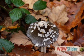 20141207_les_grands_avaux_0082
