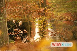20111106_sainte_mesme_0084